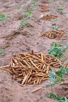 Cassava root 