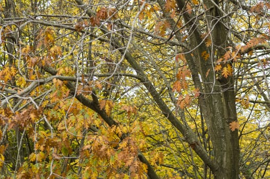 Maple tree leaves in Autumn, Acer palmatum