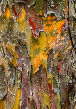 Cypress tree bark detail of colorful trunk after the rain