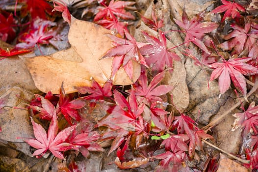 Leaves fallen on ground in Autumn season