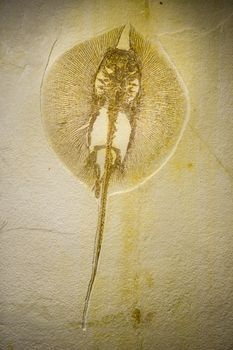 Heliobatis radians fossil, extinct genus of ray in the Myliobatiformes family Dasyatidae