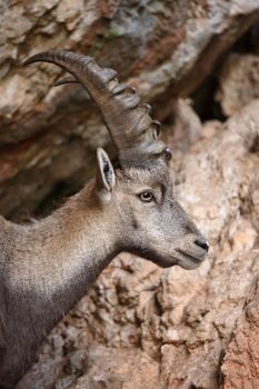 Alpine Ibex closeup in the mountains