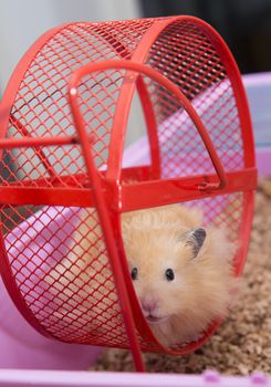 Close up of Hamster in Wheel