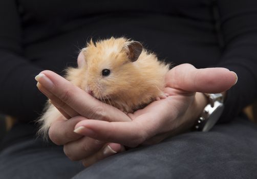 Close up of Hamster in human hands