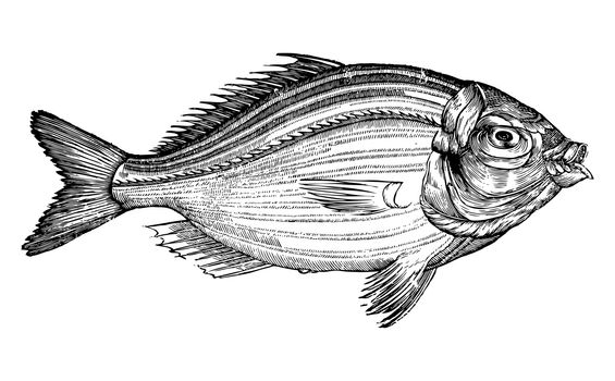 Ancient style engraving of a single fish