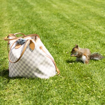 squirrel eating in the grass near a handbag