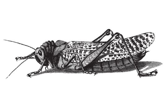 Ancient style engraving of a single Gryllus, isolated vector black on white