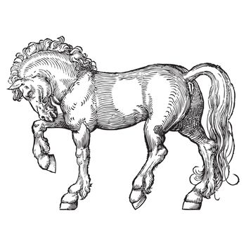 Ancient style engraving of a signle horse isolated on white