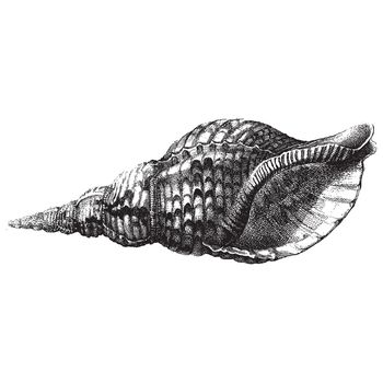 Ancient style engraving of a single sea shell