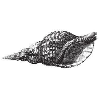 Ancient style engraving of a single sea shell