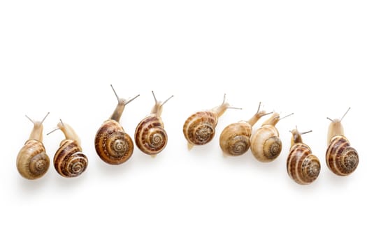 Set of the garden snail in front of white background