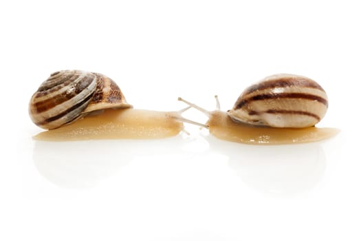 Set of the garden snail in front of white background