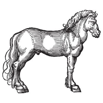 Ancient style engraving of a single horse isolated on white