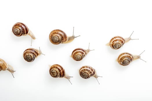 Set of the garden snail in front of white background