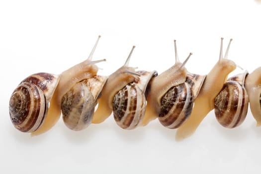 Set of the garden snail in front of white background