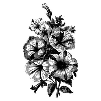 Vintage etching vector illustration of a bouquet of begonia flowers
