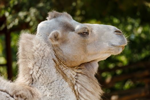 Close up of an camel chewing grass