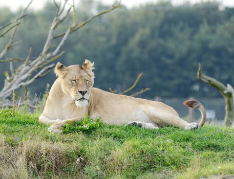 Lioness looking sleepy laying on the grass