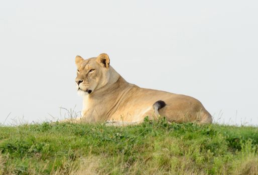 Lioness on a hill resting and watching alert