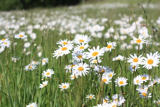 beautiful daisy flowers on a green meadow