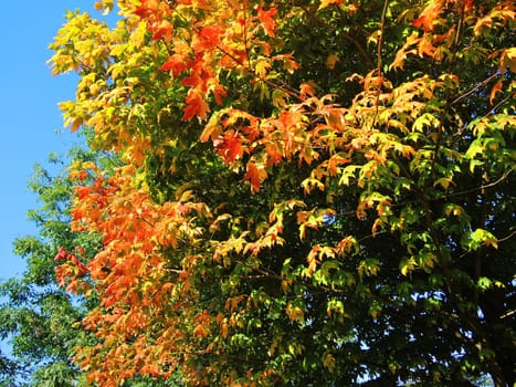 A close-up image of colourful Autumn leaves.