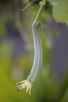 Luffa aegyptiaca, aka Egyptian cucumber, aka Vietnamese luffa, is a species of Luffa grown for its fruit.