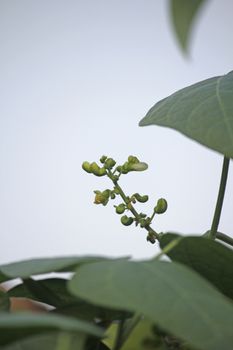 Phaseolus lunatus is a legume grown for its edible seeds. It is commonly known as the butter bean or lima bean