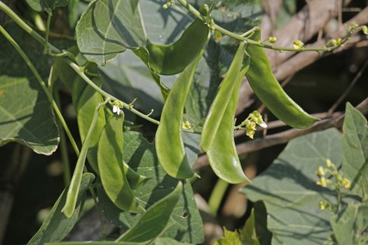 Phaseolus lunatus is a legume grown for its edible seeds. It is commonly known as the butter bean or lima bean