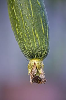 Luffa aegyptiaca, aka Egyptian cucumber, aka Vietnamese luffa, is a species of Luffa grown for its fruit.