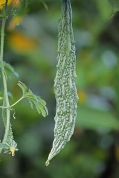 Momordica charantia, known as bitter melon, bitter gourd, bitter squash or balsam-pear in English, has many other local names. It is a tropical and subtropical vine of the family Cucurbitaceae.