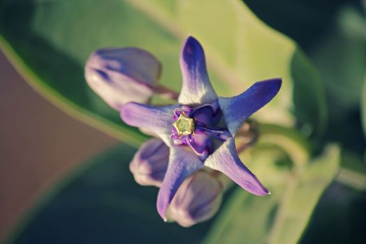 Calotropis procera is a species of flowering plant in the dogbane family, Apocynaceae. The green globes are hollow but the flesh contains a toxic milky sap that is extremely bitter and turns into a gluey coating resistant to soap.