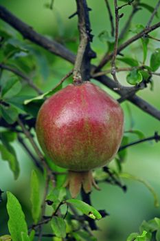 The pomegranate, Punica granatum, is a fruit-bearing deciduous shrub or small tree