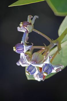 Calotropis procera is a species of flowering plant in the dogbane family, Apocynaceae. The green globes are hollow but the flesh contains a toxic milky sap that is extremely bitter and turns into a gluey coating resistant to soap.