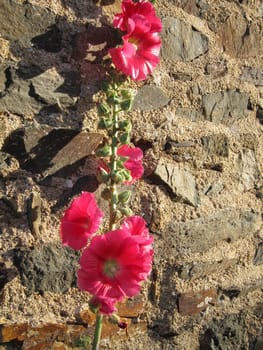  Garden hollyhock lcea Althea rosea