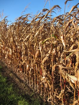 Ripe corn