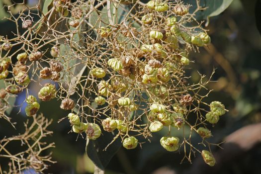 Teak, Tectona grandis. A very popular timber tree, it is a deciduous tree attaining a very large size.