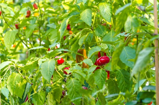 Red Bell Pepper Plant 