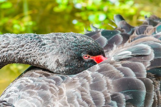 Black Swan plugged with head back into Gefider.