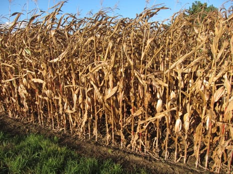 Ripe corn