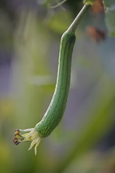 Luffa aegyptiaca, aka Egyptian cucumber, aka Vietnamese luffa, is a species of Luffa grown for its fruit.