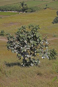 Teak, Tectona grandis. A very popular timber tree, it is a deciduous tree attaining a very large size.