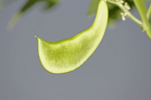 Phaseolus lunatus is a legume grown for its edible seeds. It is commonly known as the butter bean or lima bean