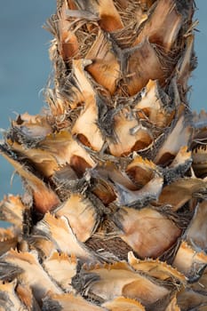 Palm tree trunk 