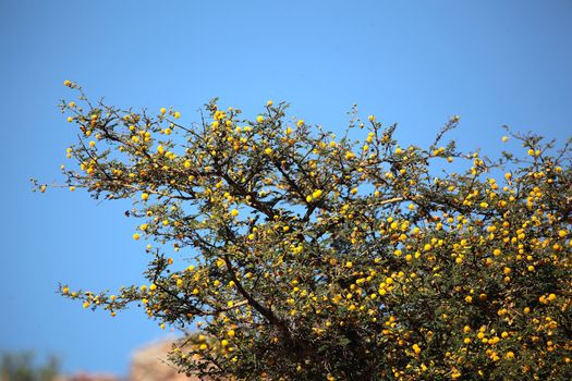 The Seyal Acacia ist he main source of Gum arabic and it is used as medicinal plant for different purposes.