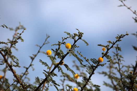 The Seyal Acacia ist he main source of Gum arabic and it is used as medicinal plant for different purposes.