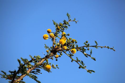 The Seyal Acacia ist he main source of Gum arabic and it is used as medicinal plant for different purposes.