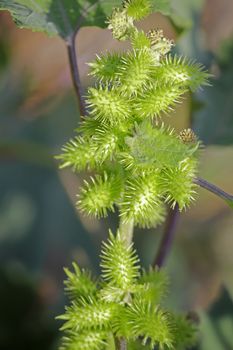 Fruits of Noogoora burr, Xanthium occidentale