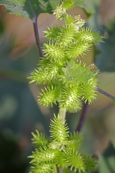 Fruits of Noogoora burr, Xanthium occidentale