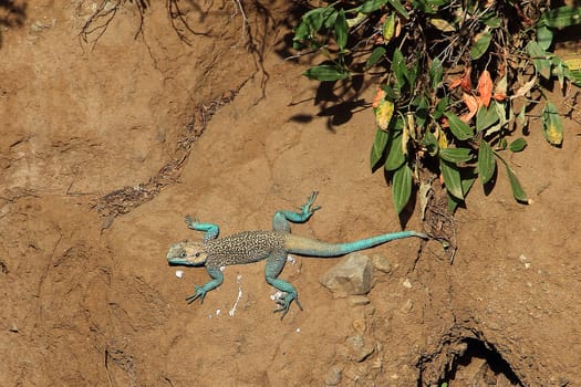 Common Agama (Agama agama)  in Ethiopia.