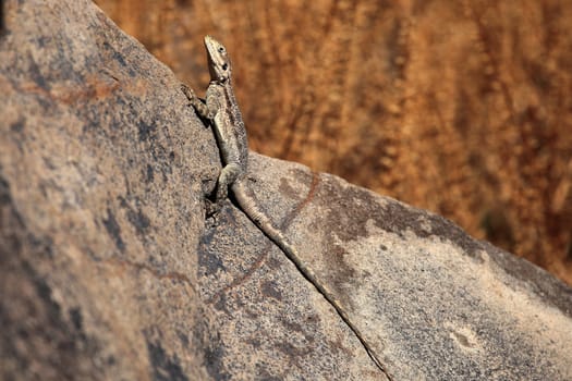 Common Agama (Agama agama)  in Ethiopia.